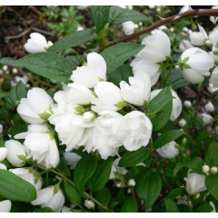 Чубушник Snowbelle, контейнер 2 л H 15-25 см