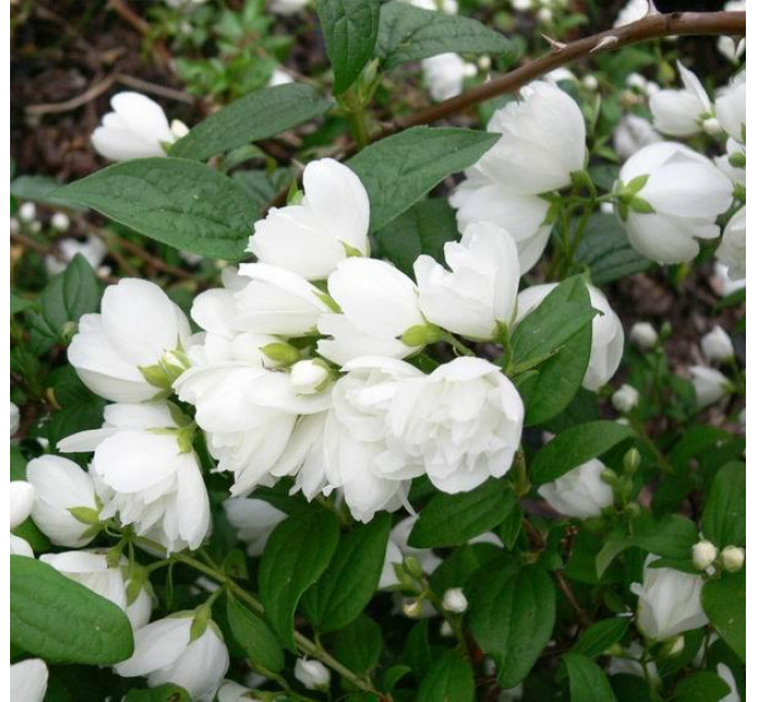 Чубушник Snowbelle, контейнер 2 л H 15-25 см