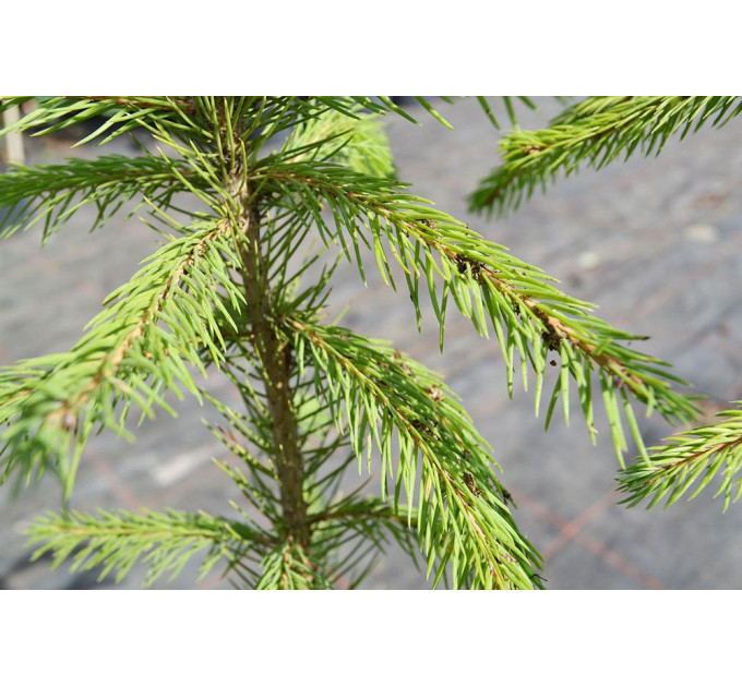 Ель обыкновенная, конт. 25 л