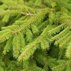 Ель обыкновенная, конт. 25 л