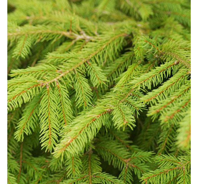 Ель обыкновенная, конт. 25 л