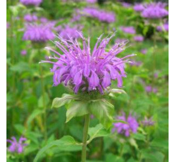 Монарда Фортуна (трубчаста) у контейнері P9