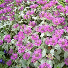 Монарда Фортуна (трубчаста) у контейнері P9