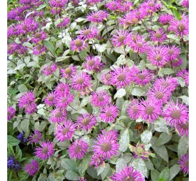 Монарда Фортуна (трубчаста) у контейнері P9