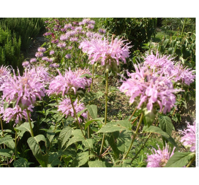 Монарда Фортуна (трубчаста) у контейнері P9