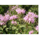 Монарда Фортуна (трубчаста) у контейнері P9