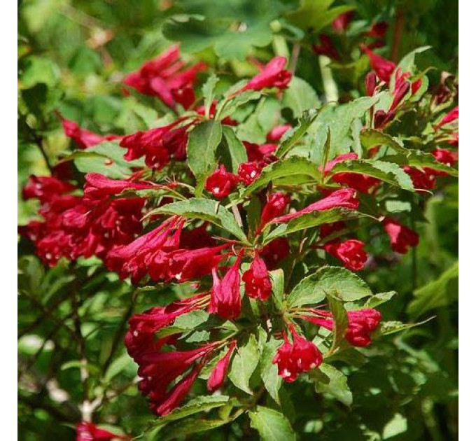 Вейгела гибридная Eva Rathke, 3 л (40-50 см)