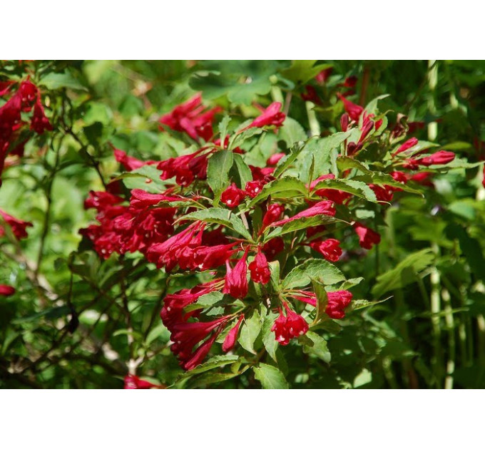 Вейгела гибридная Eva Rathke, 3 л (40-50 см)