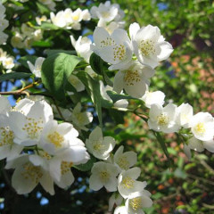 Чубушник венечный, контейнер 3 л. H 20-25 см