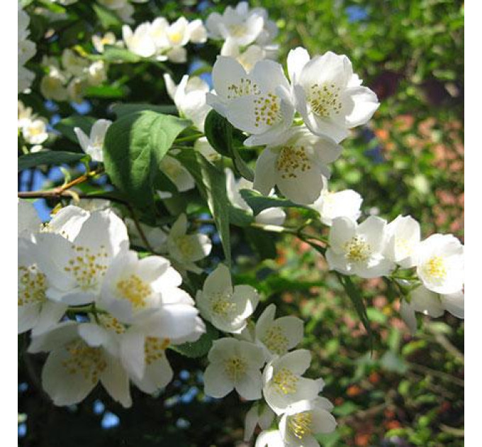 Чубушник венечный, контейнер 3 л. H 20-25 см