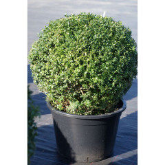 Самшит вечнозеленый (Buxus sempervirens), конт. P9