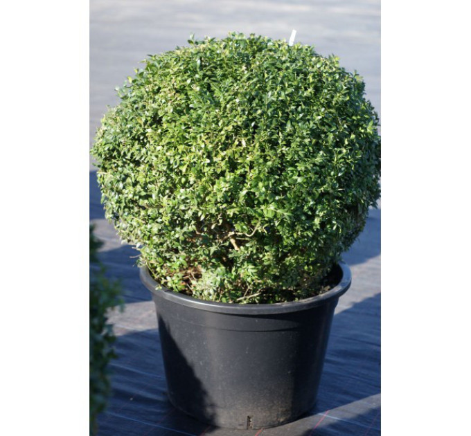 Самшит вечнозеленый (Buxus sempervirens), конт. P9