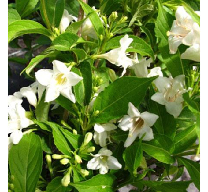 Вейгела гибридная Candida, контейнер 3 л H 40-50 см