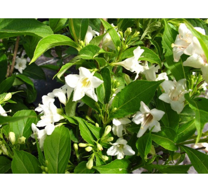 Вейгела гибридная Candida, контейнер 3 л H 40-50 см