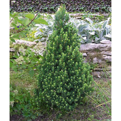 Ель канадская Conica, контейнер р9 л H 5-7 см