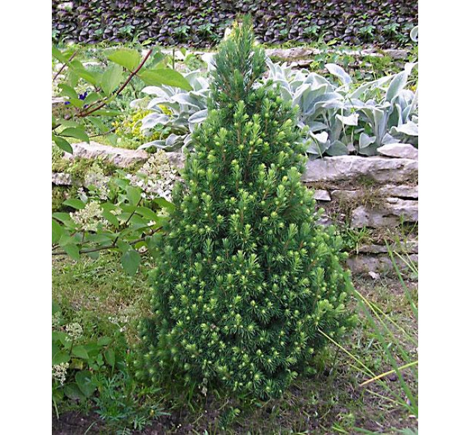 Ель канадская Conica, контейнер р9 л H 5-7 см