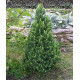 Ель канадская Conica, контейнер р9 л H 5-7 см