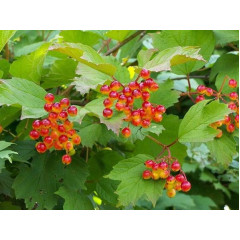 Саженцы калины Nanum , 2 л. 20-25 h