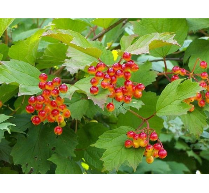 Саженцы калины Nanum , 2 л. 20-25 h