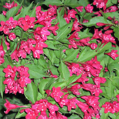 Вейгела гибридная Red Prince, контейнер 5 л H 35-45 см