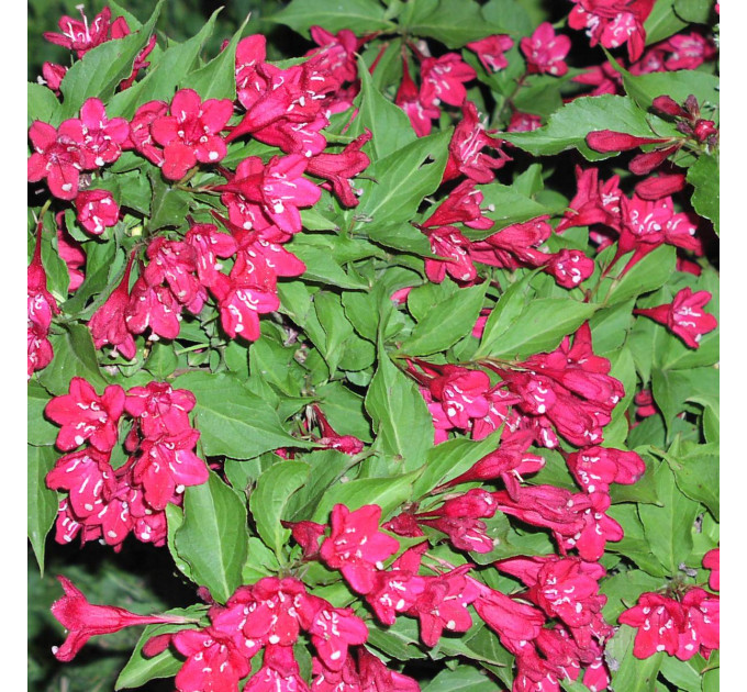Вейгела гибридная Red Prince, контейнер 5 л H 35-45 см