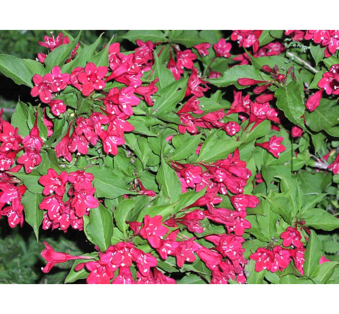 Вейгела гибридная Red Prince, контейнер 5 л H 35-45 см