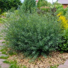 Ива пурпурная Nana, конт. P9