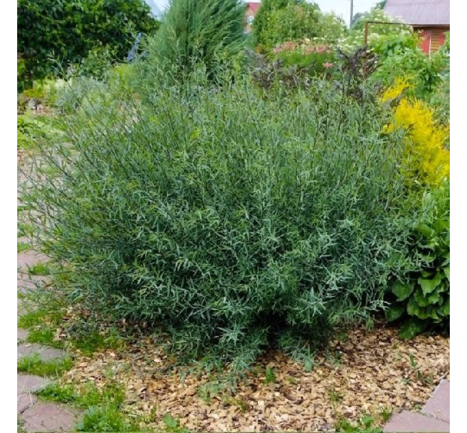 Ива пурпурная Nana, конт. P9