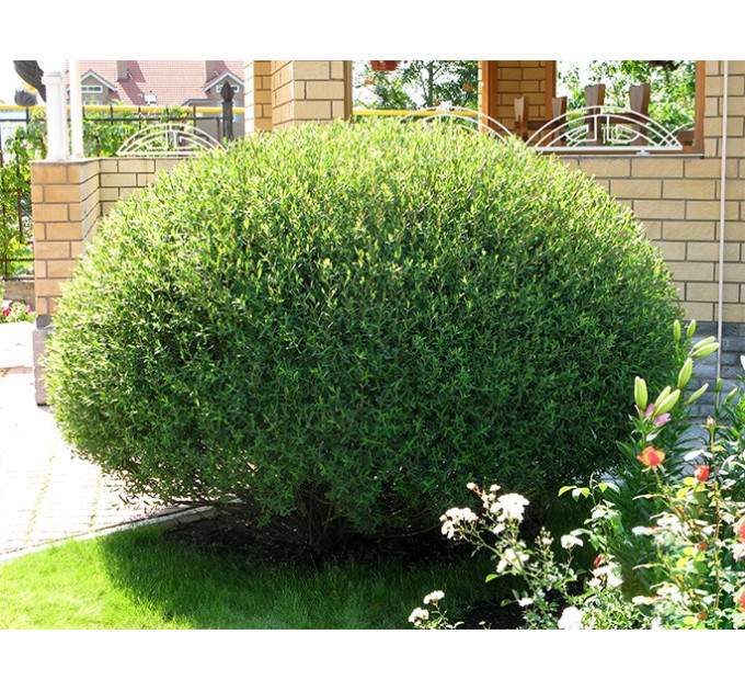 Ива пурпурная Nana, конт. P9