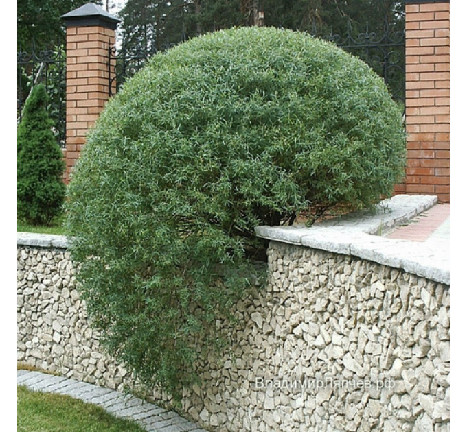 Ива пурпурная Nana, конт. P9