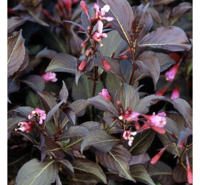 Вейгела цветущая Alexandra, контейнер 2.4 л высота 15-20 см