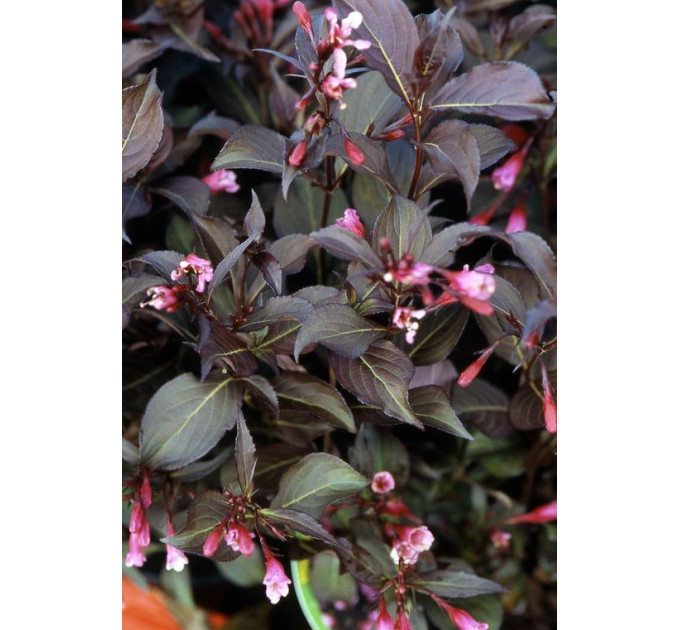 Вейгела цветущая Alexandra, контейнер 2.4 л высота 15-20 см