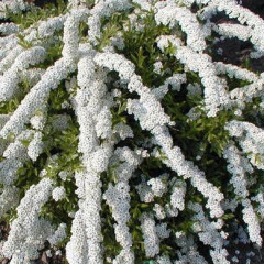 Спирея Arguta, контейнер 3л H 40-50 см.