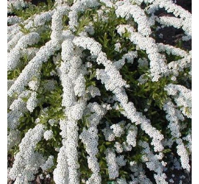 Спирея Arguta, контейнер 3л H 40-50 см.