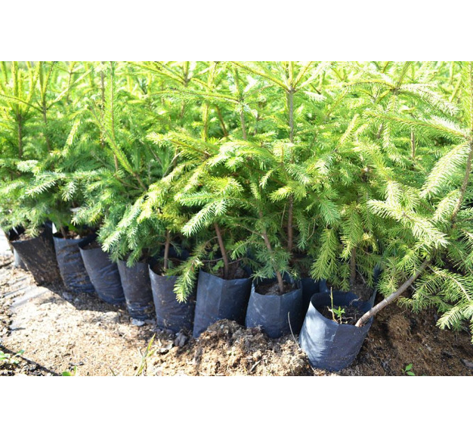 Ель обыкновенная, пакет 1.6 литра