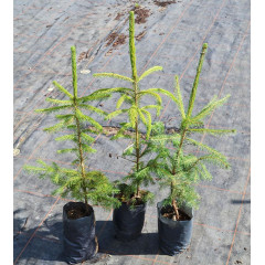 Ель обыкновенная, пакет 1.6 литра