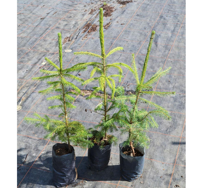 Ель обыкновенная, пакет 1.6 литра