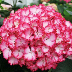 Гортензия крупнолистная Сальса (Salsa), контейнер 1 л