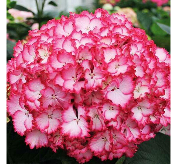 Гортензия крупнолистная Сальса (Salsa), контейнер 1 л