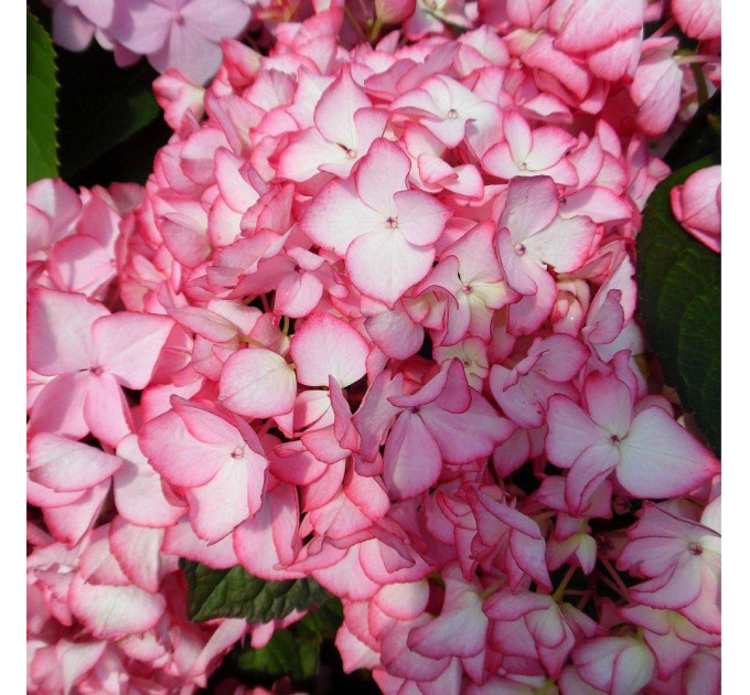 Гортензия крупнолистная Сальса (Salsa), контейнер 1 л