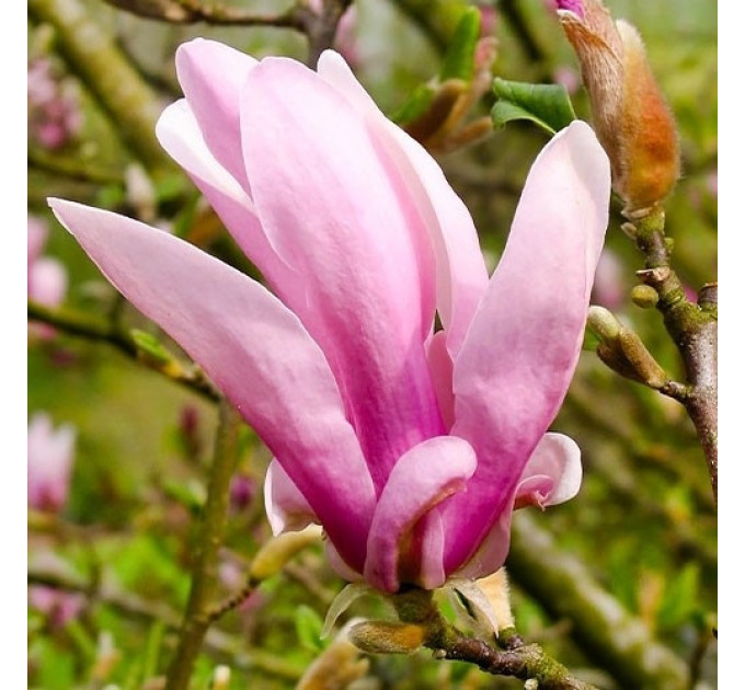 Магнолія George Hanry Kern, конт. 3 л