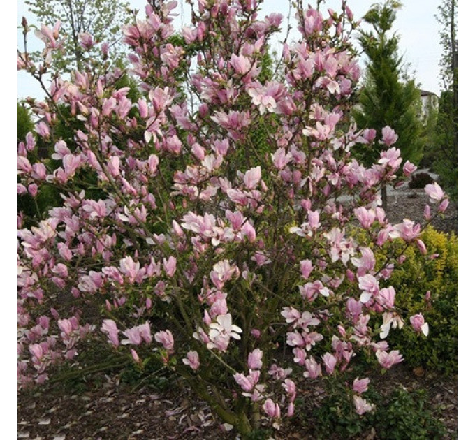 Магнолія George Hanry Kern, конт. 3 л