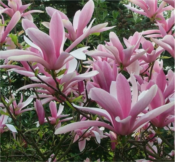 Магнолія George Hanry Kern, конт. 3 л