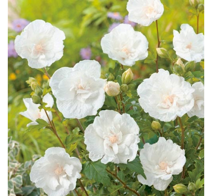 Гибискус "Уайт Шифон" 2 летний, конт. 1.5 л