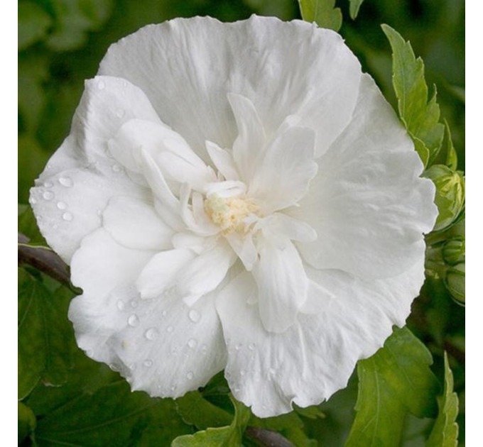 Гибискус "Уайт Шифон" 2 летний, конт. 1.5 л