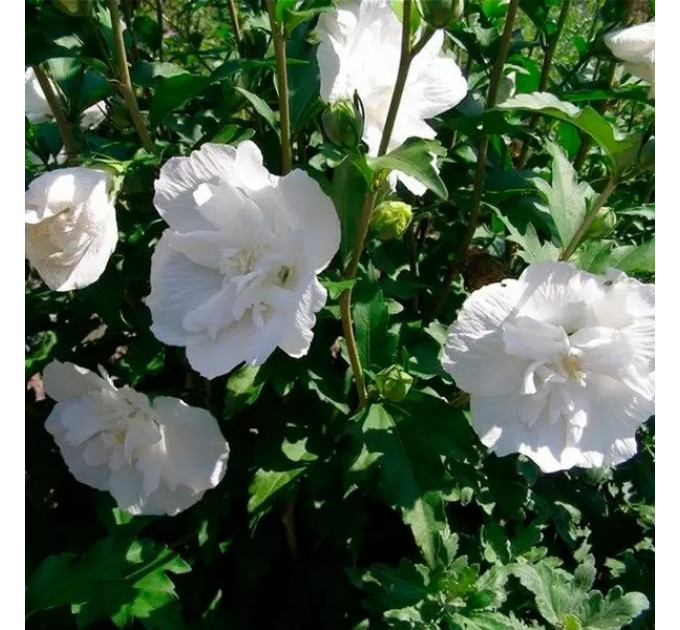 Гибискус "Уайт Шифон" 2 летний, конт. 1.5 л