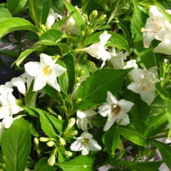 Вейгела гибридная Candida, контейнер 5 л H 50-60 см