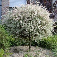 Ива цельнолиcтая японская Hakuro-nishiki 3 л 30-40 см