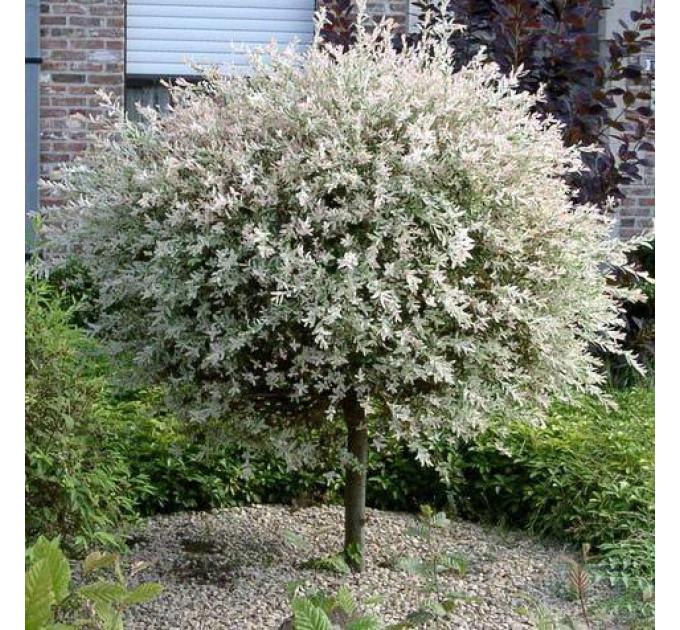 Ива цельнолиcтая японская Hakuro-nishiki 3 л 30-40 см