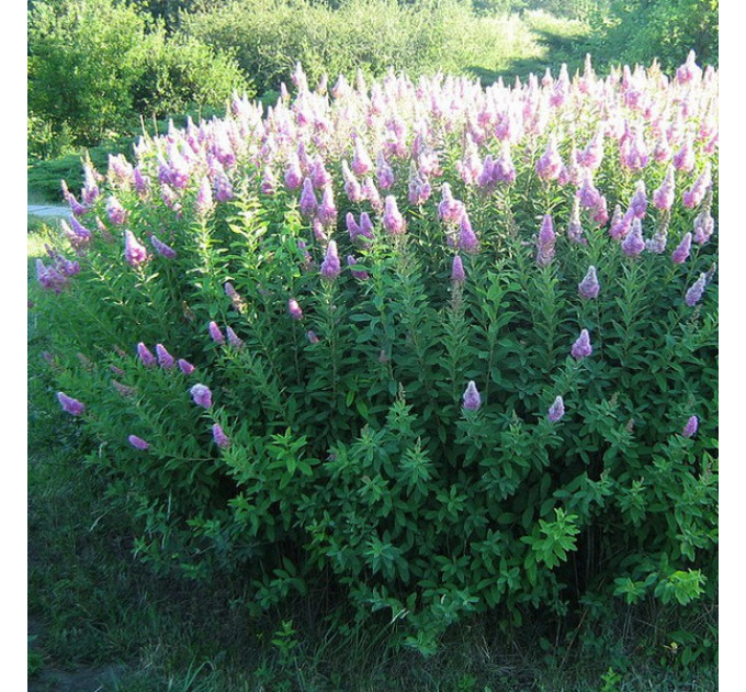 Спирея Билларда, контейнер 3 л H 40-50 см